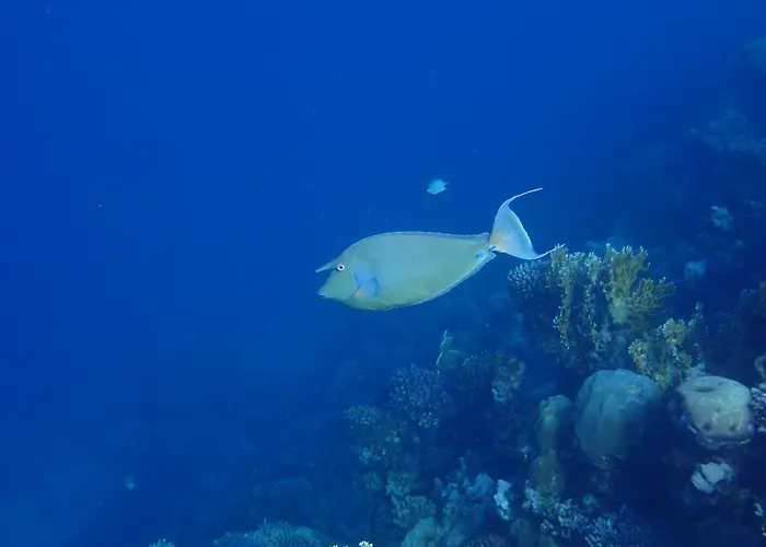 Frogfish Dahab