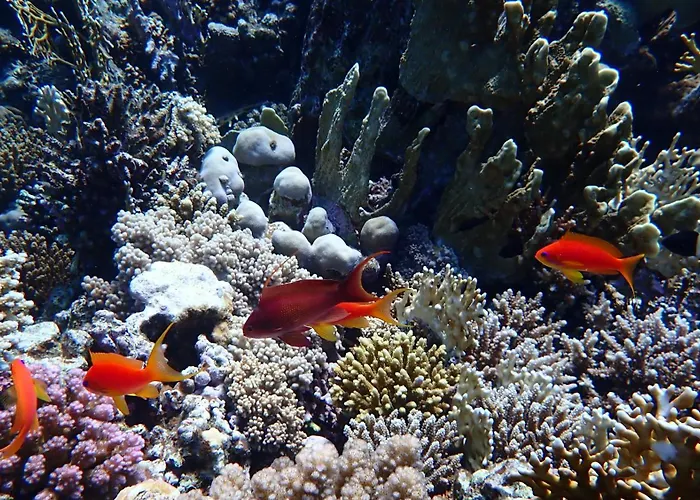 Frogfish Apartman Dahab