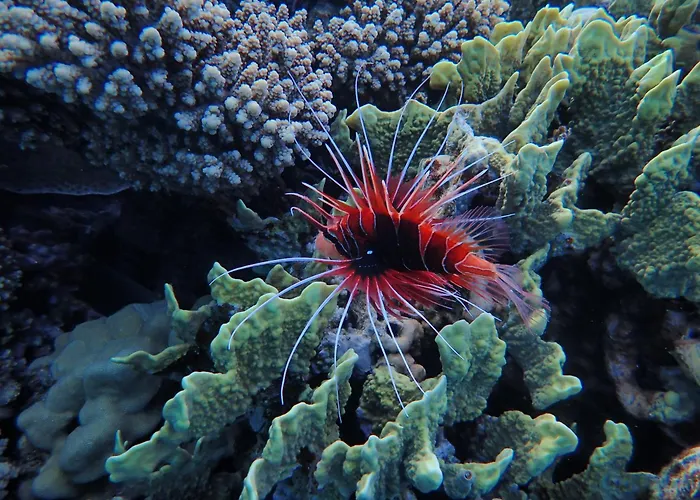 Frogfish Apartman *