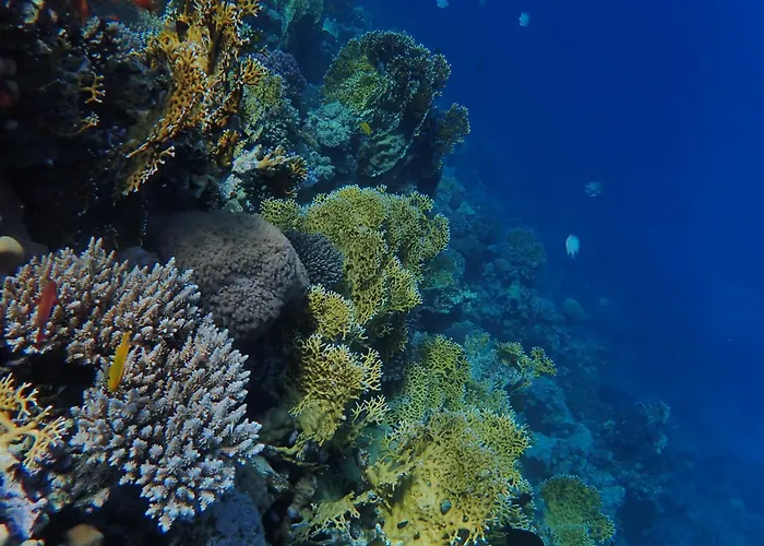 Apartman Frogfish Dahab