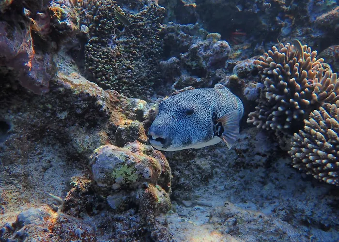 Frogfish * Dahab